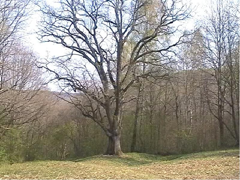 Старый дуб болконский